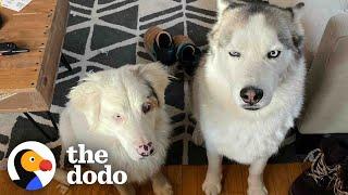 Opinionated Husky Lets His Parents Know His Likes and Dislikes | The Dodo