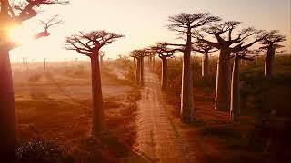 Magnifique paysage , Forêt de baobab à Madagascar ,  métidons autour de nous par LOOK OUR EARTH