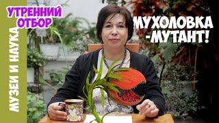 Мутант венериной мухоловки, разучившийся считать. Наталья Носова