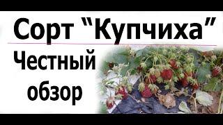 Клубника сорт "Купчиха" - Вся правда.