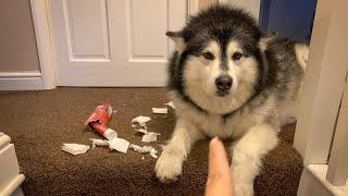 NAUGHTY NIKO STRIKES AGAIN | BAD DOG LEFT ALONE FOR 2 HOURS