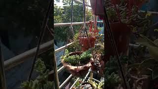 Hanging Basket Plants