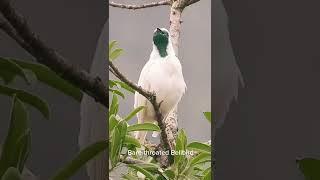 #nature #birds #white bellbird The loudest sound in the world 