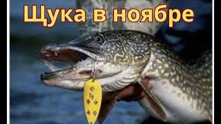 Щука в ноябре.