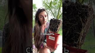 #комнатныерастения #фитодизайн #озеленение