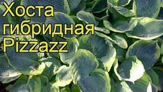 Хоста гибридная Пиззаз. Краткий обзор, описание характеристик hosta hybrida Pizzazz