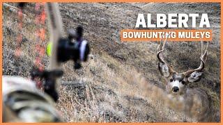 Bowhunting mule deer with Brian Call Insane Spot and stalk gritty hunting action!