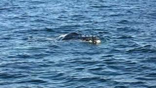 Whale stuck by Ambrose channel