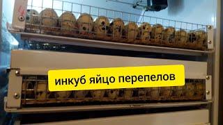 СУПЕР крупный перепел в Украине. Хитручкин Двор. Техасский Белый Стандарт