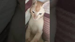 Toca Toca | Mr.meaw meaw  #animedancechallenge #biral_inshorts #birdslover #cat #shots #viral