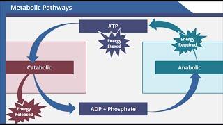 Metabolic Pathways