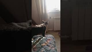 Marsik the cat-studies a book on the bed, then jumps on the window