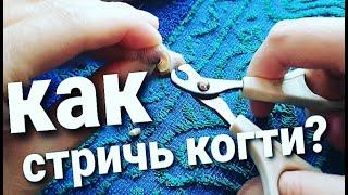 Как стричь когти собаке?