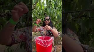 Cherry Picking Australia #bollywood #dance #music #newsong #song #cherrypicking #melbourne #telugu