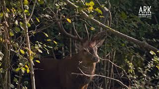 Edelherten in Het Groene Woud | ARK Rewilding Nederland