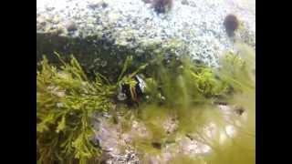 Lofoten diving GoPro HD Hero2