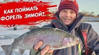 Как поймать МНОГО ФОРЕЛИ зимой? Самая уловистая приманка!