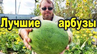 Самый крупный арбуз этого сезона, и какие арбузы самые вкусные!