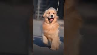 Here's an angel to make your day #goldenretriever #animals #sunshine #furyworld #yttrending #2023