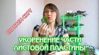 Укоренение части листовой пластины | Простой метод | Советы по уходу за фиалками #15 | Мои фиалки