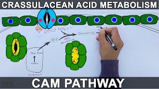 CAM Pathway | Crassulacean Acid Metabolism