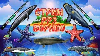 Стрим Русская Рыбалка 3. КИТОВЫЕ ТУРНИРЫ на КРОНЕ и САРГАСЕ. #рр3 #русскаярыбалка4