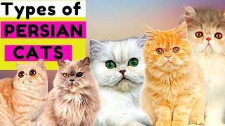 6 Types of Persian Cats / Number 5 is Unique / Which One Do You Prefer?