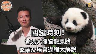 國寶熊貓點解咁難生B？｜港產首對大熊貓龍鳳胎出世｜熊貓寶寶出生後的挑戰｜繁殖及培育過程揭秘｜恭喜驚喜｜盈盈樂樂｜香港海洋公園熊貓｜熊貓幼崽｜熊貓BB｜熊貓BB關鍵時間｜Henry平行偉論