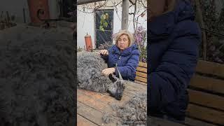 как вяжут шали? ГДЕ ВЗЯТЬ КОЗИЙ ПУХ