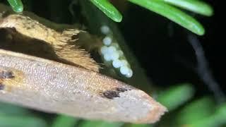 Noctua pronuba, Yellow Underwing Moth laying eggs on our Caucasian Spruce Tree