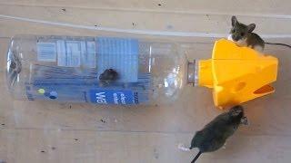 Catching 2 Mice in a Plastic Bottle