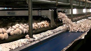 HOW it's ACTUALLY MADE MUSHROOMS HD| HOW IT'S MADE CANNED MUSHROOMS EPISODE HD