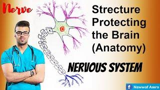 Strecture protecting the brain ( Anatomy)