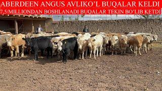 7,5 MILLIONDAN BOSHLANADI ABERDEEN ANGUS AVLIKO’L BUQALAR KELDI SHOSHILING