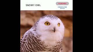 Snow owls - beautiful white birds disappearance?