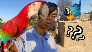 Macaw Parrot Kay Leay  surprise aa Gaya | Mini zoo May Gift aa Gaya