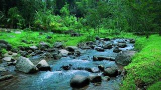 Beautiful Stream Sound in the Deep Forest -Birds Chirping, Beautiful Peaceful Nature for a Calm Soul