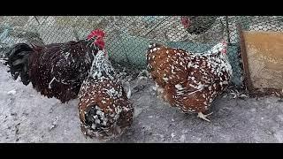 Орпингтоны Фарфоровые. Семья 1+2.