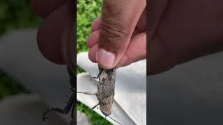 A big Grasshopper like Locust