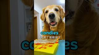 Luna steals candy and makes fake candy with cotton ‍ #shorts #usa