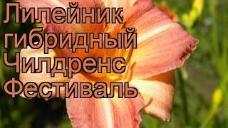 Лилейник гибридный Чилдренс Фестиваль  обзор: как сажать, рассада лилейника Чилдренс Фестиваль