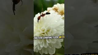 fascinating facts about ant 