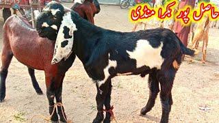 Hasilpur Bakra Mandi Punjab Makhi cheeni bakraro ke fresh Ajmal TV Hasilpur