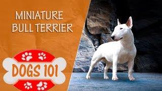 Dogs 101 - MINIATURE BULL TERRIER - Top Dog Facts About the MINIATURE BULL TERRIER