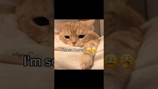 Stay if you ugly part 2!!!!!! #cat #kitten #kitty #cutecat