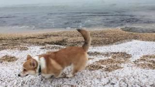 ВЕЛЬШ КОРГИ ПЕМБРОК - прогулка на пляже в Крыму зимой  | PEMBROKE WELSH CORGI