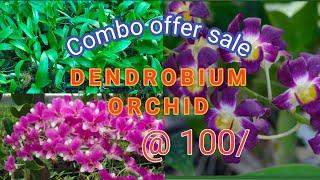 DENDROBIUM orchid combo offer sale 7012463712