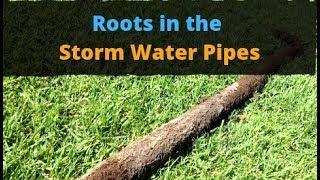 Roots in Storm Water Pipes. You Need to See This 