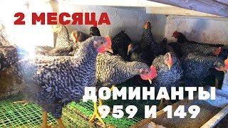 Доминанты 959 и 149.  2 месяца ( 60 дней)