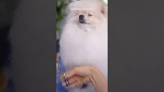 shear satisfaction